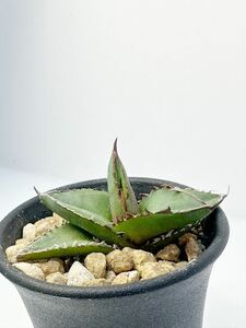 アガベ 強刺ホリダ Agave Horrida ワイド葉 選別実生株 メキシコ原産　チタノタ　抜き苗送料無料 検チタノタ シーザー 白鯨 黒鯨 魔丸