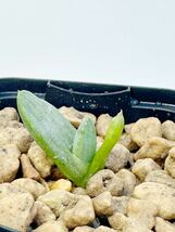 稀産種　Aloe krapohliana var.dumoulinii アロエ クラポリアナ 変種 デュモウリニー アフリカダイアモンドエリア原産　実生　希少種_画像2