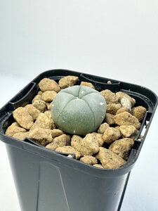 lophophora williamsii var.decipiens ロフォフォラ(ロホホラ)属 銀冠玉 メキシコ原産 抜き苗送料無料 検 ウバ玉銀冠 実生選抜株