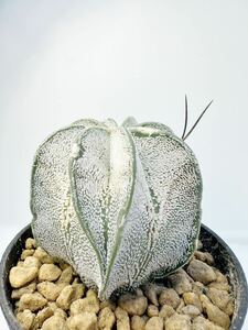 Astrophytum capricome var.niveum アストロフィツム 白瑞鳳玉 実生株 送料込 検カブト 兜丸 ランポー サボテン ハクラン