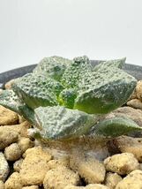 Ariocarpus fissuratus アリオカルプス 亀甲牡丹 実生株 メキシコ原産 塊根あり 抜き苗は送料込◎ゴジラ 牡丹 サボテン ヒントニー ブラボ_画像2