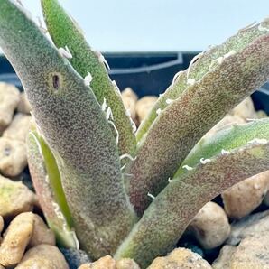 Agave titanota greencatweezle アガベ チタノタ グリーンキャットウィーズル EU株 抜き苗送料無料 検チタノタ シーザー ゴジラ ハデス希少の画像3