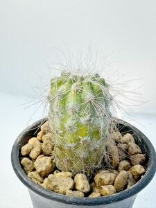 Copiapoa krainziana v. scopulina コピアポア クラインジアナ 雷血丸 現地球カキコ レア 白肌 白刺 発根済　抜き苗送料無◎黒王丸 輸入苗