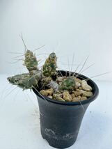 テフロカクタス ボリビエンシス (インカの兵帽) Tephrocactus boliviensis 多肉植物 サボテン 輸入株　抜き苗は送料込_画像3