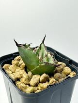 アガベ チタノタ Agave titanota FO-076 EU 太葉太刺輸入株 fat spin compact 発根済 メキシコ原産 抜き苗送料無料 検s.a.dシーザー 白鯨_画像1