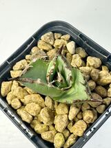 アガベ チタノタ Agave titanota FO-076 EU 太葉太刺輸入株 fat spin compact 発根済 メキシコ原産 抜き苗送料無料 検s.a.dシーザー 白鯨_画像8