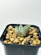 アガベ チタノタEU輸入extra wild spine Agave titanota FO-076 メキシコ原産 抜き苗送料無料 検チタノタ シーザー 白鯨 オテロイ_画像7