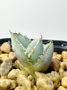 アガベ チタノタEU輸入extra wild spine Agave titanota FO-076 メキシコ原産 抜き苗送料無料 検チタノタ シーザー 白鯨 オテロイ