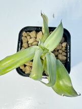 ビルモリニアナ綴化 Agave vilmoriniana f. crist. アガベ コレクター 抜き苗 輸入株 あまり流通しないアガベ　美種　画像1.2は親株_画像6