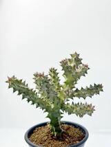 Edithcolea grandis エディスコレア　グランディス　ガガイモ　 輸入株　レア　抜き苗は送料込　多肉植物　アフリカ原産　挿木発根株_画像9