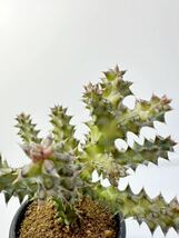 Edithcolea grandis エディスコレア　グランディス　ガガイモ　 輸入株　レア　抜き苗は送料込　多肉植物　アフリカ原産　挿木発根株_画像3