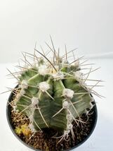 ギムノカリキウム ミハノビッチ錦 緋牡丹錦（Gymnocalycium mihanovichii Variegata） 輸入選別株 抜き苗は込 サボテン 斑入り_画像6