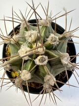 ギムノカリキウム ミハノビッチ錦 緋牡丹錦（Gymnocalycium mihanovichii Variegata） 輸入選別株 抜き苗は込 サボテン 斑入り_画像5