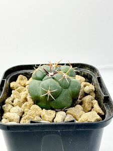 Thelocactus lloydii (SB1957) テロカクタス ロイディー 実生株 武者影 FN付き サボテン 抜き苗は送料込 赤刺 選抜株