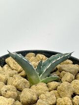 希少 アガベ 笹の雪 ハイブリッド Agave victoriae-reginae sasanoyuki hybrid 抜き苗での発送 eu輸入選別株 サボテン　多肉　レア_画像1