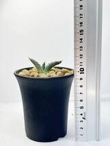 希少 アガベ 笹の雪 ハイブリッド Agave victoriae-reginae sasanoyuki hybrid 抜き苗での発送 eu輸入選別株 サボテン　多肉　レア_画像10