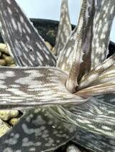アロエ　フラギリス Aloe fragilis　抜き苗は送料込◎アロエ原種 アフリカ原産 多肉植物_画像4