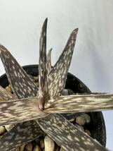 アロエ　フラギリス Aloe fragilis　抜き苗は送料込◎アロエ原種 アフリカ原産 多肉植物_画像5