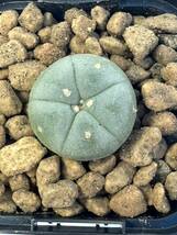 lophophora williamsii var.decipiens ロフォフォラ(ロホホラ)属 銀冠玉 メキシコ原産 抜き苗送料無料 検 ウバ玉銀冠 実生　選抜株_画像3