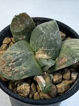 アリオカルプス 大疣玉牡丹 Ariocarpus retusus v. major f. 実生株 レア 抜き苗は送料込◎希少サボテン メキシコ原産　塊根大_画像5