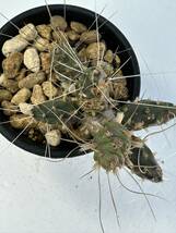 テフロカクタス ボリビエンシス (インカの兵帽) Tephrocactus boliviensis 多肉植物 サボテン 輸入株　抜き苗は送料込_画像5