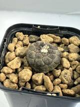 コピアポア ヒポガエア変種 バルクテンシス copiapoa hypogaea var. barquitensis 輸入株 南米チリ原産　抜き苗は送料込 カキコ発根株_画像5