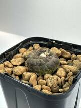 コピアポア ヒポガエア変種 バルクテンシス copiapoa hypogaea var. barquitensis 輸入株 南米チリ原産　抜き苗は送料込 カキコ発根株_画像6