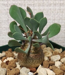 オトンナ ユーフォルビオイデス⑤ othonna euphorbioides コーデックス　冬型　塊根植物　多肉植物　奇珍植物　サボテン