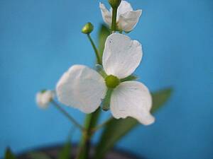 ●ウリカワ　水生植物　抽水植物　水草● 　