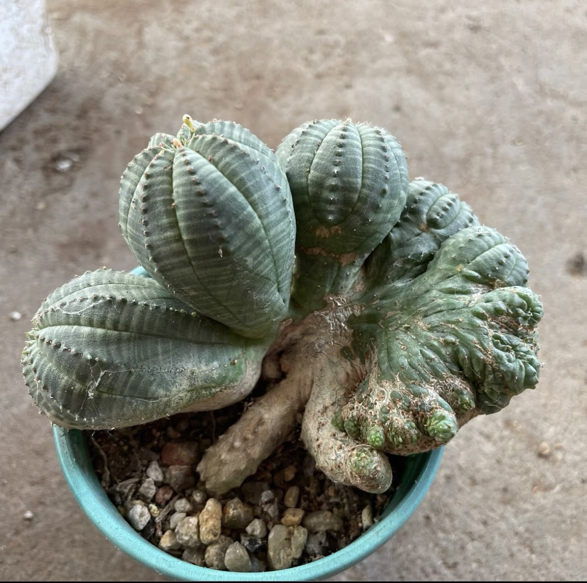 NO.2サボテン ユーフォルビア オベサ Euphorbia obesa 綴化 ( 検索