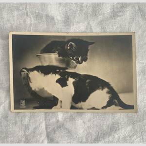 フランス 1910-30s 秤に乗った 子猫 猫 2匹 ポストカード 写真 カメラ 銀板 クラシック アート 葉書 絵葉書 ヴィンテージ アンティーク