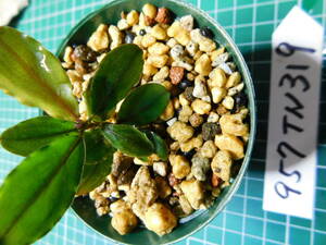 ◎957TN319　（自家栽培）水草　ブセファランドラ　Bucephalandra sp. Shine Bluecarpet Kn便②