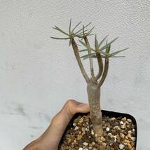 01 euphorbia balsamifera ユーフォルビア バルサミフェラ 国内実生（多肉植物 観葉植物 塊根植物 コーデックス ）_画像3