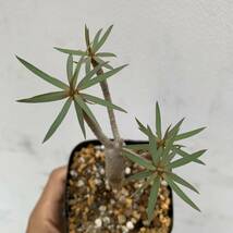 01 euphorbia balsamifera ユーフォルビア バルサミフェラ 国内実生（多肉植物 観葉植物 塊根植物 コーデックス ）_画像7