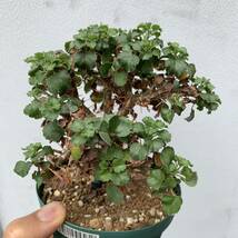 02 Pelargonium xerophyton ペラルゴニウム ゼロフィトン 国内実生（多肉植物 観葉植物 塊根植物 コーデックス ）_画像3