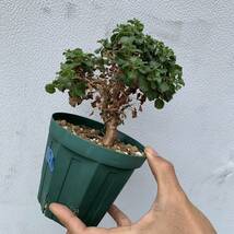 02 Pelargonium xerophyton ペラルゴニウム ゼロフィトン 国内実生（多肉植物 観葉植物 塊根植物 コーデックス ）_画像10