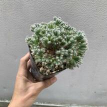 Trichodiadema densum トリコディアデマ デンスム 実生（多肉植物 観葉植物 塊根植物 コーデックス ）_画像10