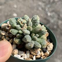 crassula ausensis v. titanopsis クラッスラ アウセンシス 変種 チタノプシス 実生（多肉植物 観葉植物）_画像9