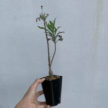 Othonna quercifolia オトンナ クエルシフォリア 実生（多肉植物 観葉植物 塊根植物 コーデックス ）_画像6