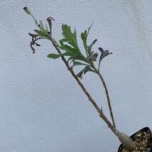 Othonna quercifolia オトンナ クエルシフォリア 実生（多肉植物 観葉植物 塊根植物 コーデックス ）_画像4