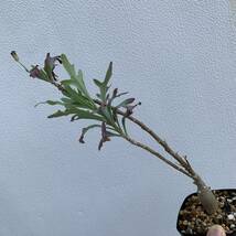 Othonna quercifolia オトンナ クエルシフォリア 実生（多肉植物 観葉植物 塊根植物 コーデックス ）_画像3