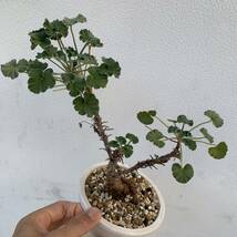 Pelargonium sidoides ペラルゴニウム シドイデス 根挿し 盆栽仕立て（多肉植物 観葉植物 塊根植物 コーデックス ）_画像1