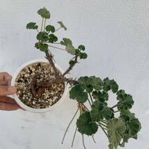 Pelargonium sidoides ペラルゴニウム シドイデス 根挿し 盆栽仕立て（多肉植物 観葉植物 塊根植物 コーデックス ）_画像4