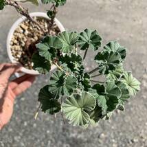 Pelargonium sidoides ペラルゴニウム シドイデス 根挿し 盆栽仕立て（多肉植物 観葉植物 塊根植物 コーデックス ）_画像10