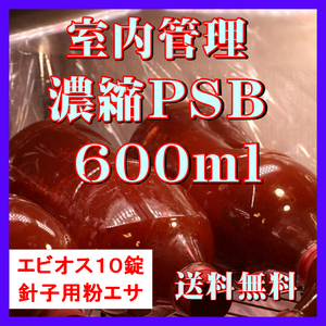 ★送料無料★ 室内管理濃縮培養PSB600ml＋エビオス10錠＋培養説明書＋針子用粉エサ　光合成細菌　水質調整、バクテリア