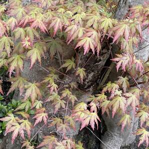 もみじ 紅葉 挿し穂 12本 いろは紅葉  ■送料無料 かえで 挿し木 花木 京都 寺院 ゆうパケット antique 日本 真っ赤な紅葉の画像4