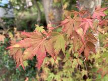 もみじ　紅葉　挿し穂 12本　いろは紅葉　 ■送料無料 かえで 挿し木 花木 京都　寺院　ゆうパケット　antique 日本 真っ赤な紅葉_画像6