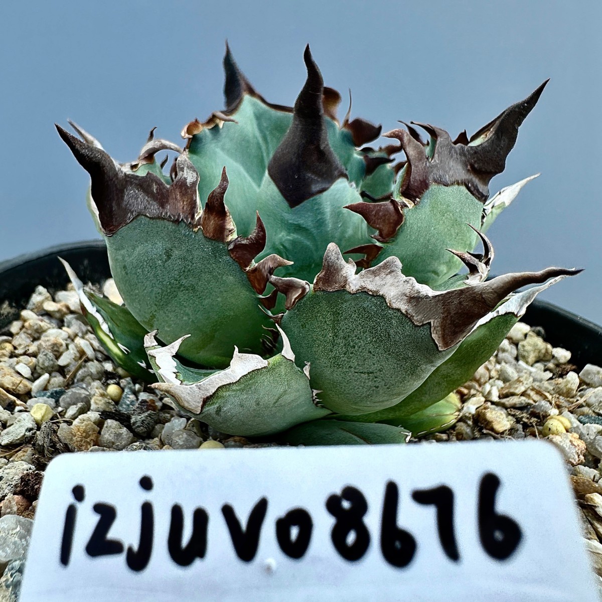 ヤフオク! レア 希少その他 観葉植物の落札相場・落札価格