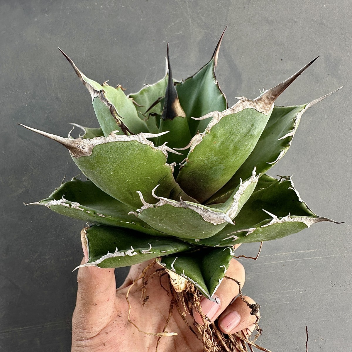 ヤフオク! *激レアアガベ 観葉植物の落札相場・落札価格