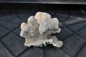  equipment ornament coral ( saltwater fish, Africa nsik lid ) pickup possible 